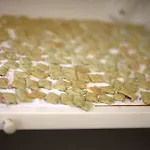 Gospodarstwo agroturystyczne Pozzuolo Serrungarina