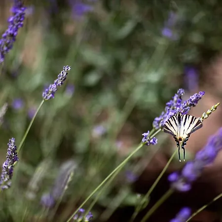 Vakantieboerderij Pozzuolo